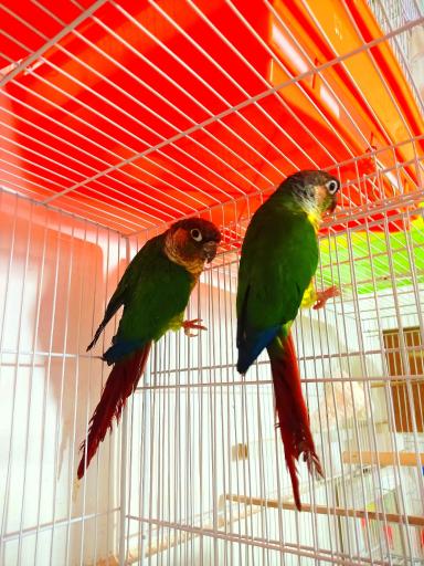 پرنده دان امیر