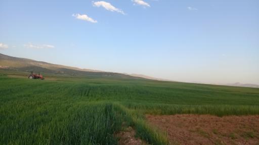 عکس تنگ شوهان سفلی