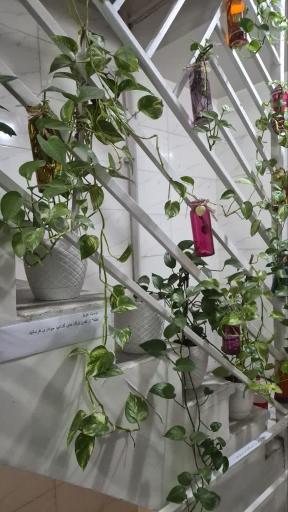 عکس دفتر ازدواج ۳۴۸، طلاق ۴۰ پیشخوان مهریه و صدور صیغه نامه