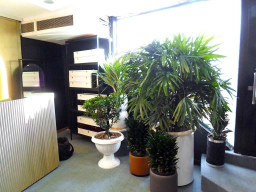 عکس گل نسترن