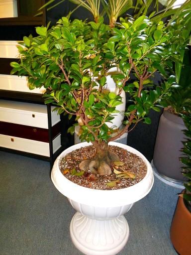 عکس گل نسترن