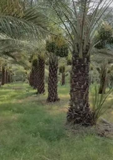 عکس قلعه گنج