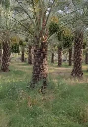 عکس قلعه گنج