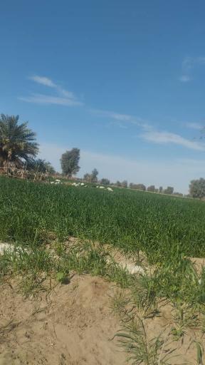 عکس قلعه گنج