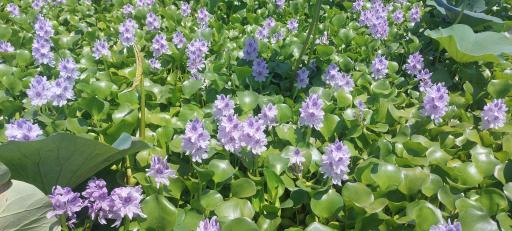 عکس اسکله قایق سواری