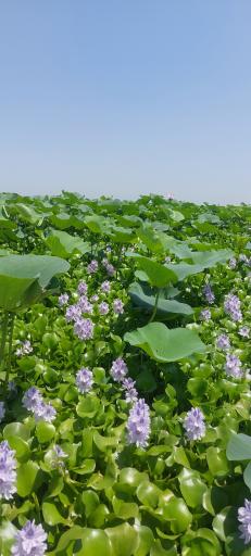 عکس اسکله قایق سواری