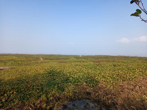 عکس اسکله قایق سواری