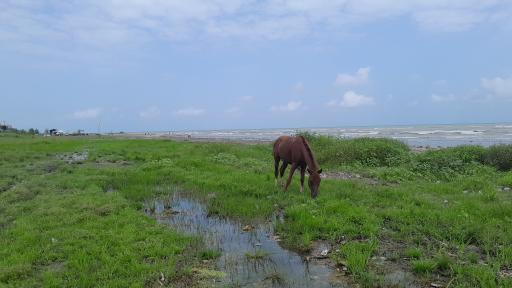 ساحل رادیو دریا