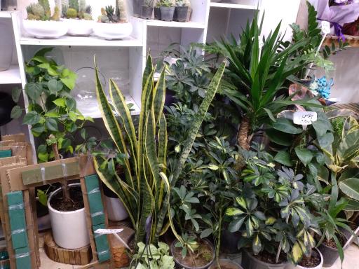 عکس عمو گل