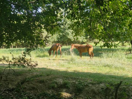 عکس اشترینان