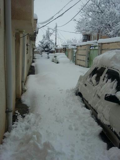 عکس اشترینان