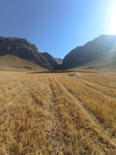 عکس حشوید