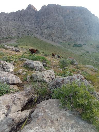 عکس حشوید