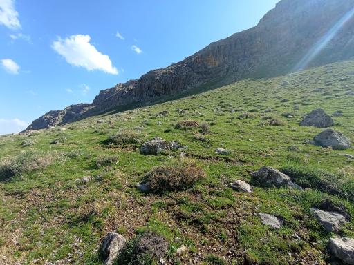 عکس حشوید