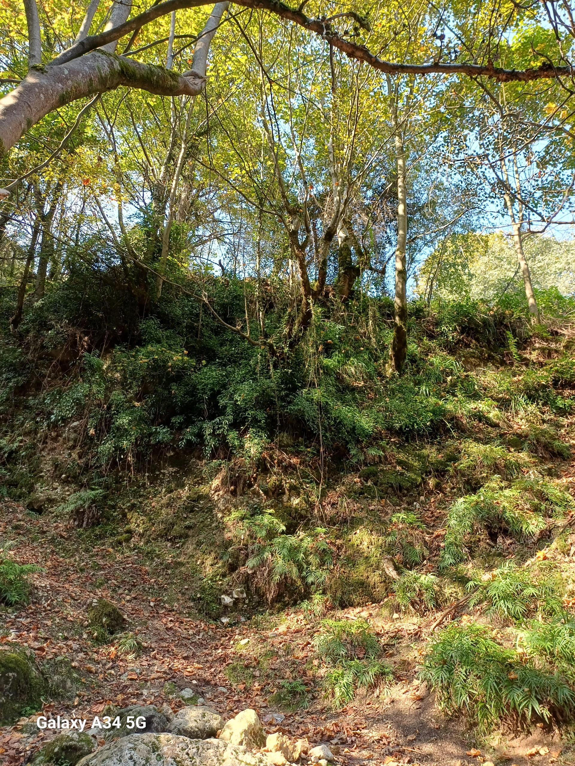 عکس جنگل چلندر