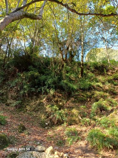 عکس جنگل چلندر