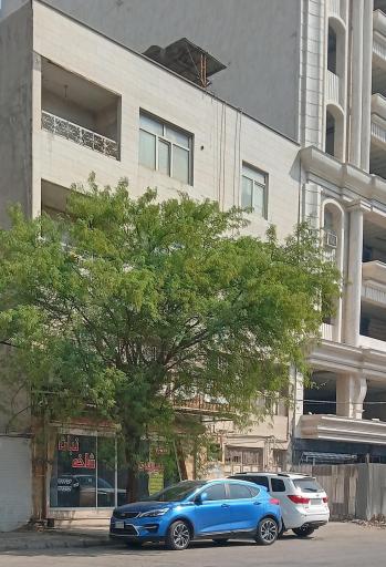 عکس شیرینی سرای شاخه نبات