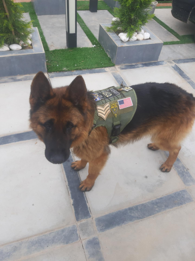 عکس پت شاپ ملو