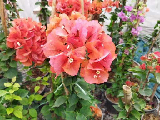 عکس نمایشگاه دائمی گل و گیاه سبزنگار شعبه دو