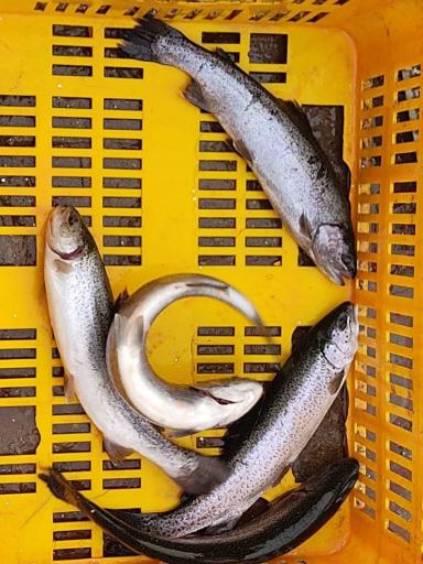 عکس ماهی سرای دنج