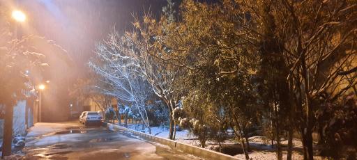 عکس بوستان شمشاد 