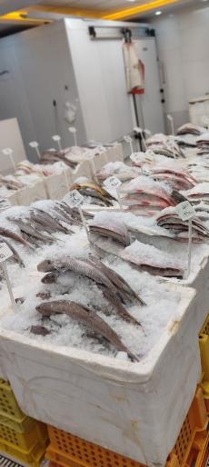 عکس ماهی فروشی فروتن