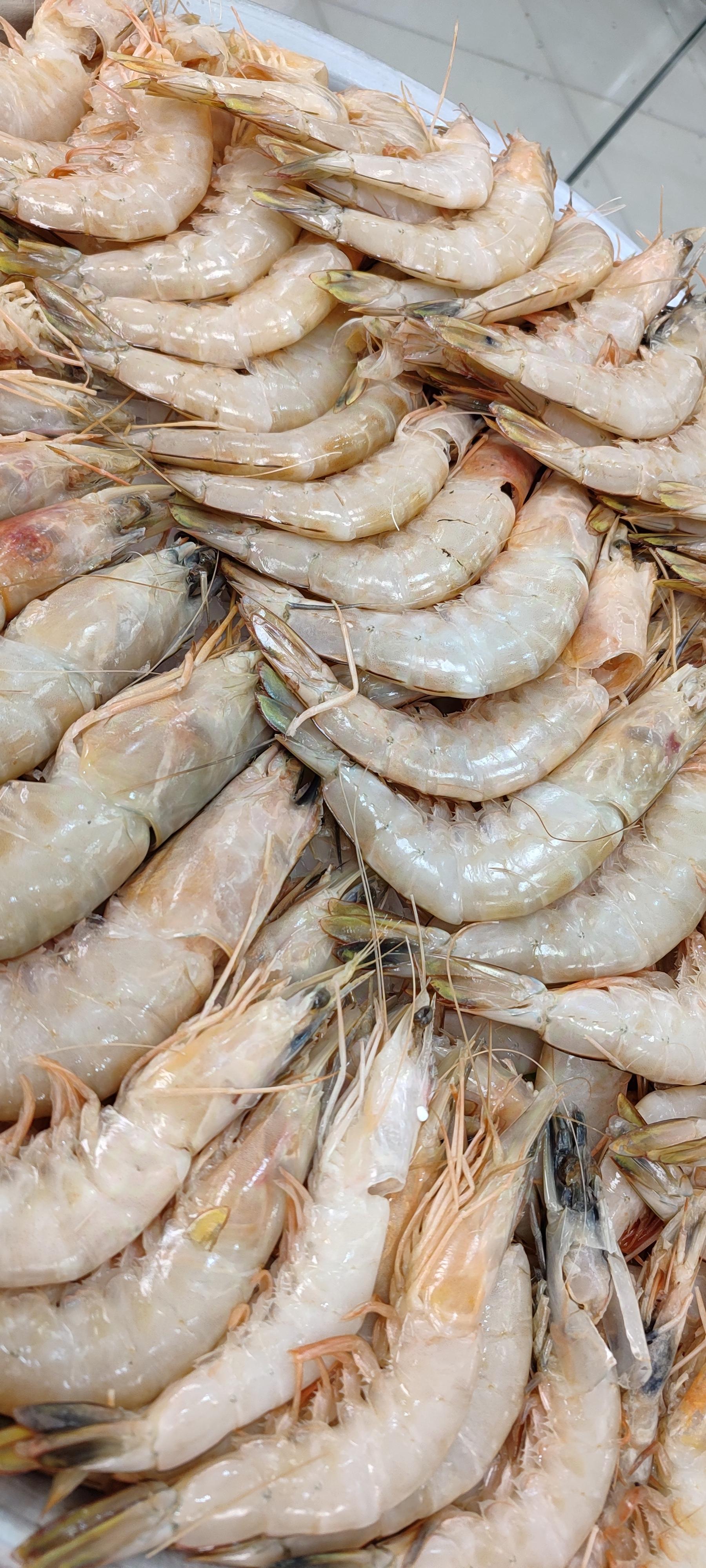 عکس ماهی فروشی فروتن