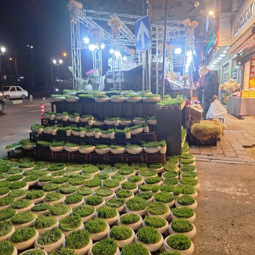 عکس بوستان میرزای شیرازی