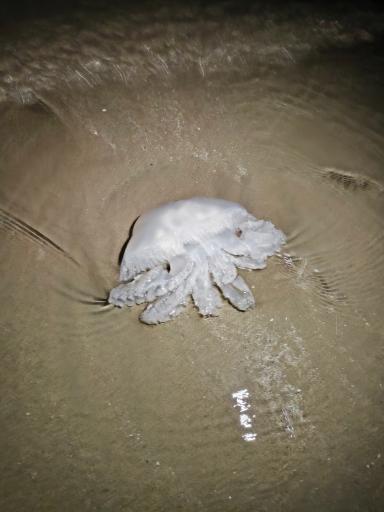 عکس پارک ساحلی غدیر