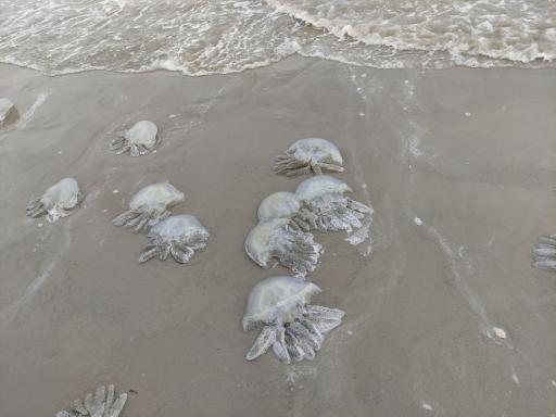 پارک ساحلی غدیر