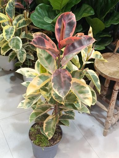 عکس گلخونه 
