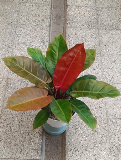 عکس گلخونه 