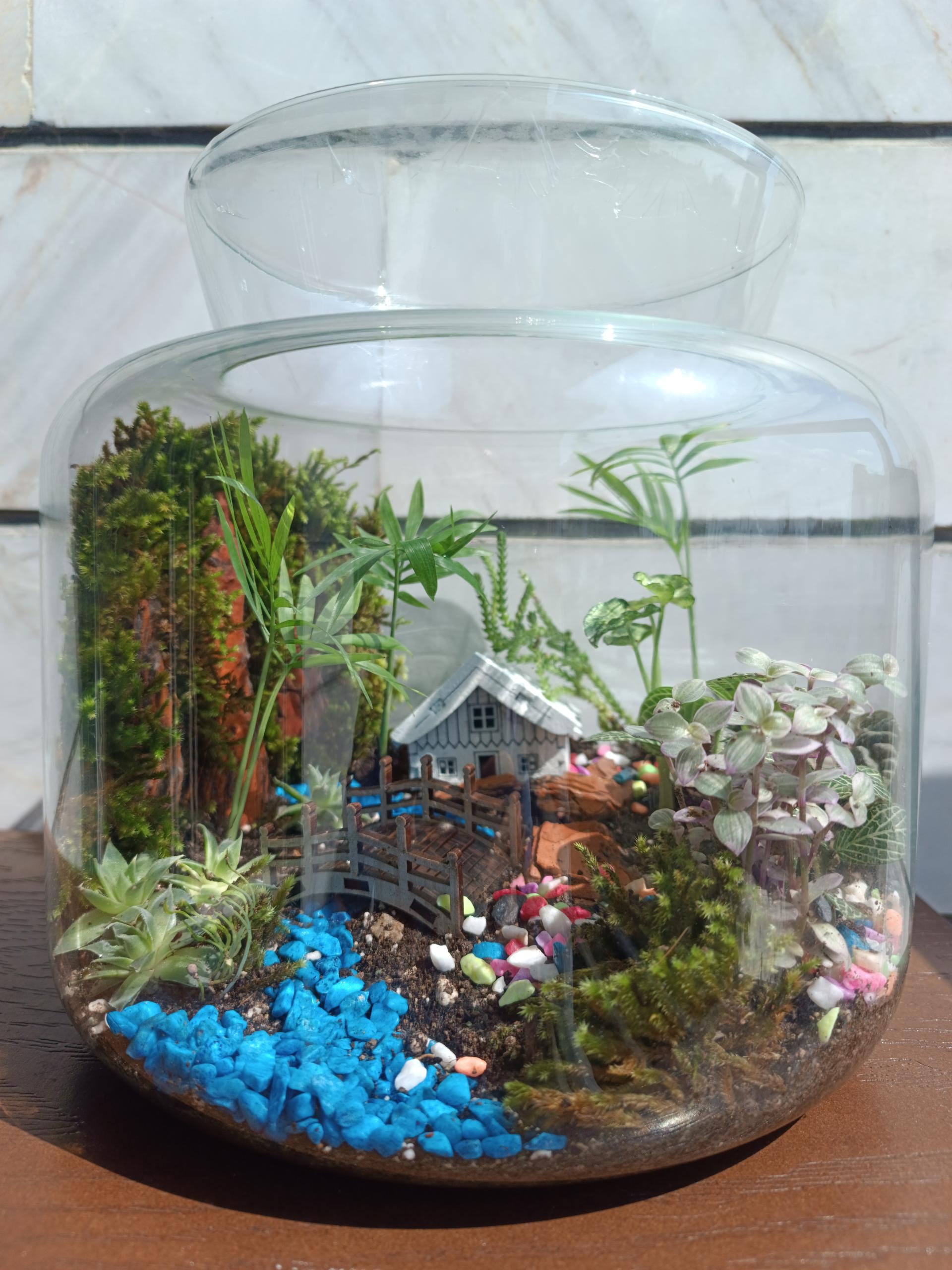 عکس تراریوم تنها