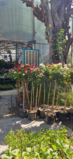 عکس باغ گل فدک
