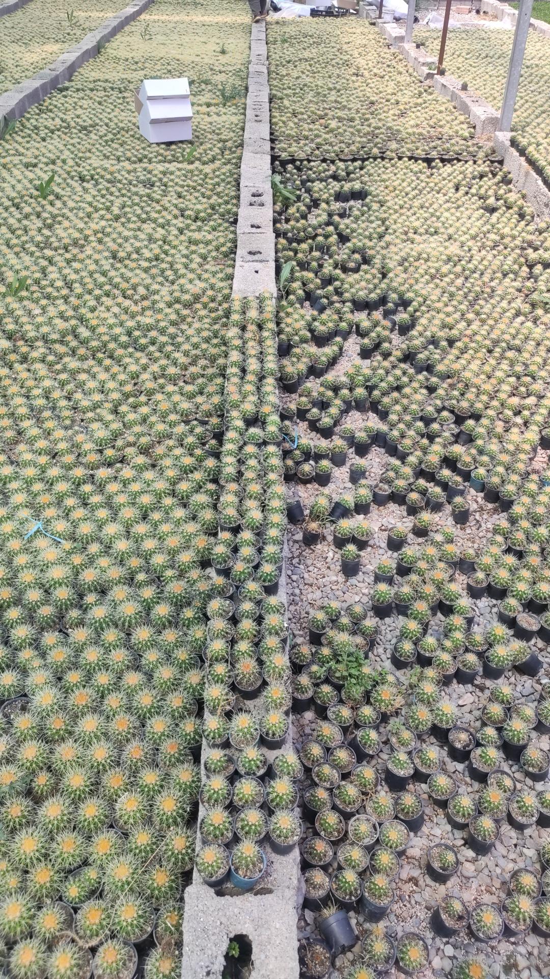 عکس گلخانه کاکتوس مهرگان