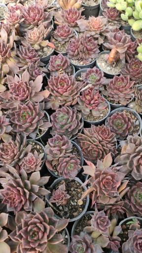 عکس گلخانه کاکتوس مهرگان