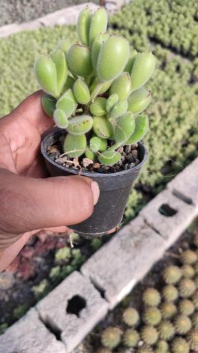 عکس گلخانه کاکتوس مهرگان