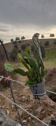 عکس روستای کوکر