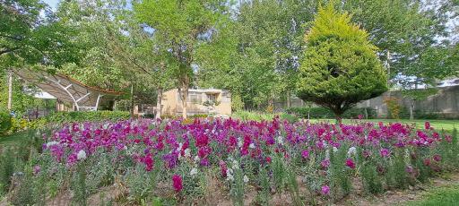 عکس شهرداری محمد شهر