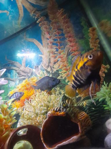 عکس پرندگان زینتی خلیج فارس