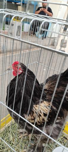 عکس پرندگان زینتی خلیج فارس