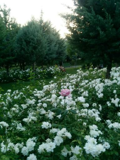 عکس بوستان فراز