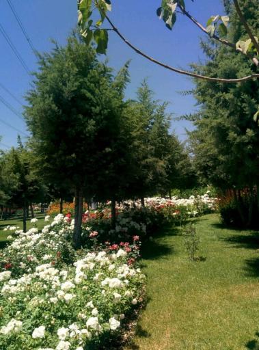 عکس بوستان فراز