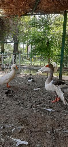 عکس مجتمع خدمات رفاهی دشت بهشت سپاه کرج