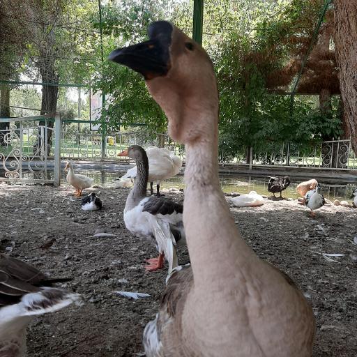 مجتمع خدمات رفاهی دشت بهشت سپاه کرج