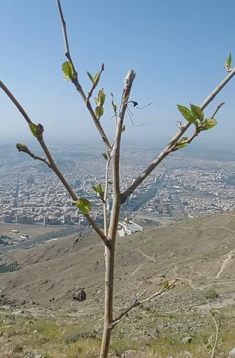 عکس درخت مرتیا