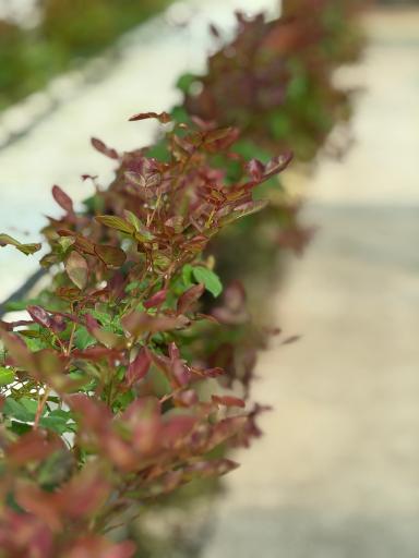 عکس گل سمنگانی