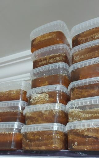 عکس گیاهان دارویی بید مجنون 