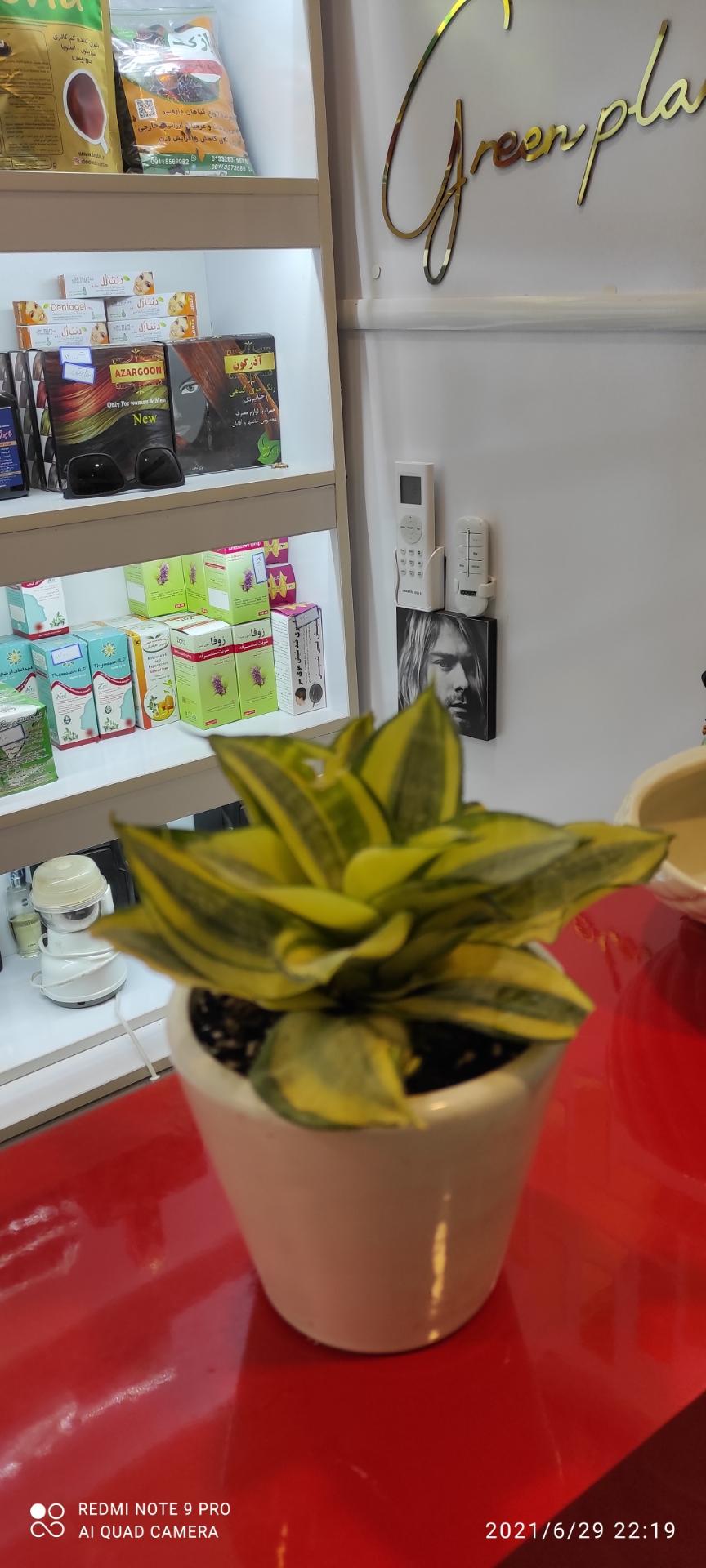 عکس عطاری رازک 