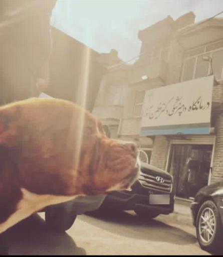 عکس کلینیک دامپزشکی تخصصی حیوانات خانگی دکتر فطین آذر